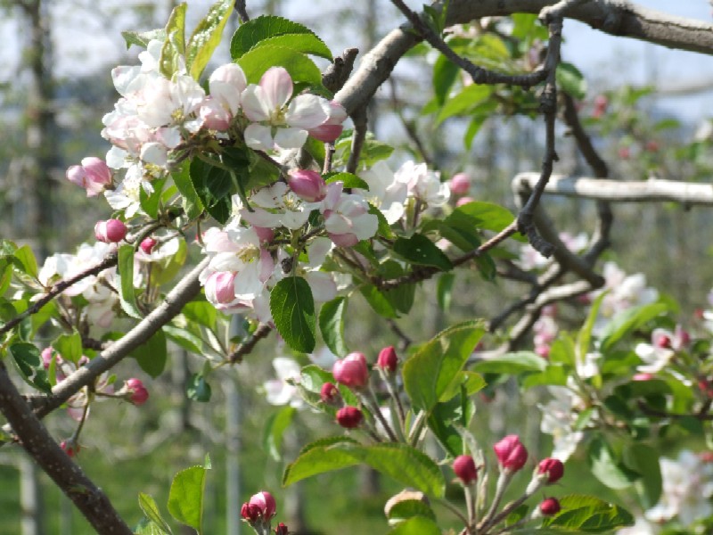 さくらんぼの花 4月 鹿沼ひざつきフルーツプラザ 水菓子香房